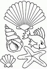 Coloring Pages Seashell Shells Sea Shell Seashells Beach Kids Types Different Printable Colouring Creatures Ocean Print Clipart Drawing Creature Outline sketch template