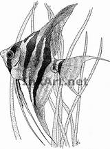Angelfish Altum Line Drawing Illustration Pterophyllum Color Ink Fish Enlarge Click Drawings sketch template