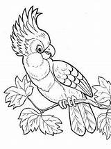 Kakadu Ausmalbilder Cockatoo Papegaaien Kleurplaat Kaketoe Papageien Kleurplaten Malvorlage Parrots sketch template