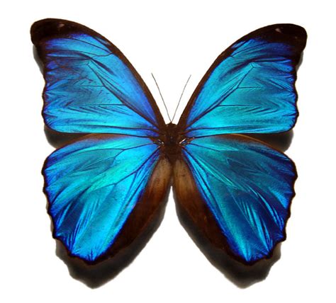 fileblue morpho butterflyjpg wikipedia   encyclopedia