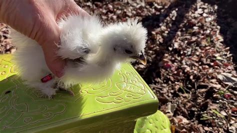 New Silkie And Naked Neck Chickens Youtube