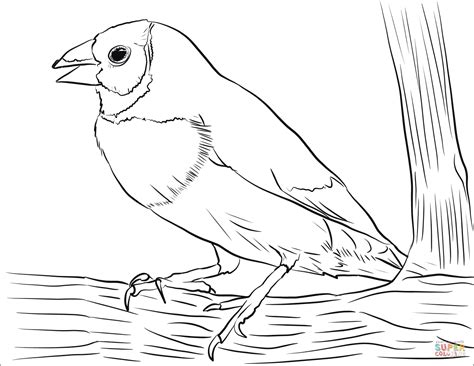 gouldian finch coloring page  printable coloring pages