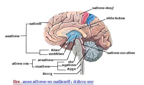 human brain structure   function