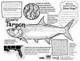 Coloring Tarpon Sheet Contest sketch template