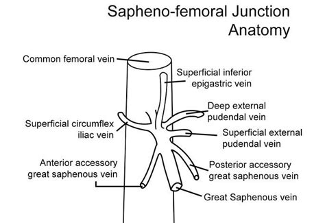 rt  rdms rvt  instagram anatomy   saphenofemoral junction sfj  great