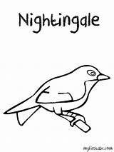 Nightingale Coloring Drawing Designlooter 60kb Getdrawings sketch template