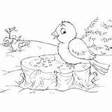 Coloring Pages Bullfinch Animals Ram Goose sketch template
