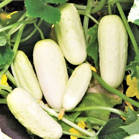 tomorrowseeds white  cucumber seeds  count packet ivory king long albino jack