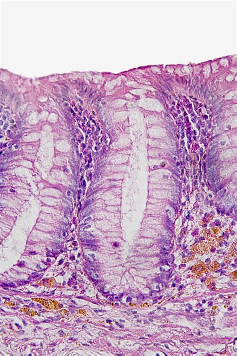 simple columnar epithelium  human photograph  science stock