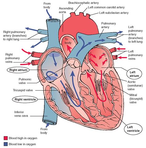 cardiovascular system structure  function nursing part