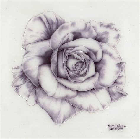 pin by indera phillips on ~art~ rose drawing roses
