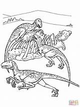 Deinonychus Dinosauro Deinonico Dinosauri Disegnare Stampare Spinosauro Dinos sketch template
