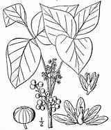 Poison Botany 1859 Weeds Agricultural Useful sketch template