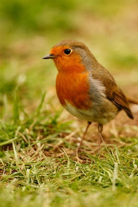bird   month robin  english garden