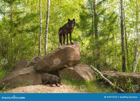 black wolf canis lupus stands  top  den stock photo image
