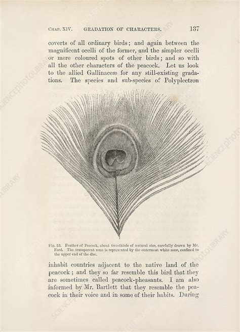 darwin on sexual selection in birds 1871 stock image c040 0860