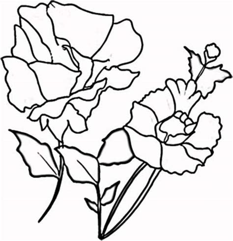 blooming red poppy coloring page color luna