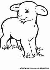 Schafe Schaf Ausmalbilder Ausmalbild Lente Mouton Lamb Coloriage Genügt Benutzen Webbrowser Ordnung Alles Ovejas Plantillas Animaux sketch template