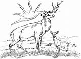 Coloring Deer Elk Pages Realistic Buck Whitetail Bull Printable Baby Color Caribou Easy Mule Drawing Kids Print Hunting Coloringbay Doe sketch template