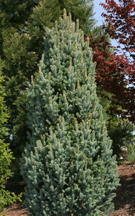 picea pungens fastigiata narrow colorado blue spruce kigi nursery