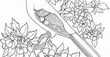 State Arkansas Bird Coloring Flower Printable sketch template