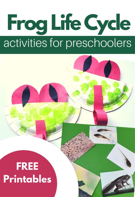 frog life cycle activities  preschoolers  time  flash cards