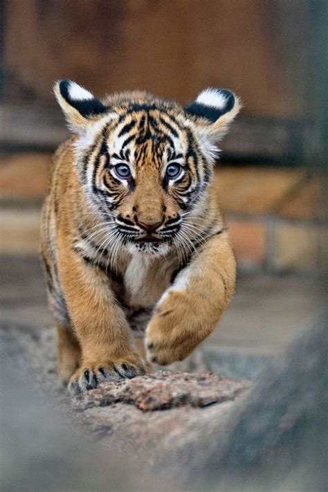 malayan tiger cub  sangerstein big cats wild cats pinterest