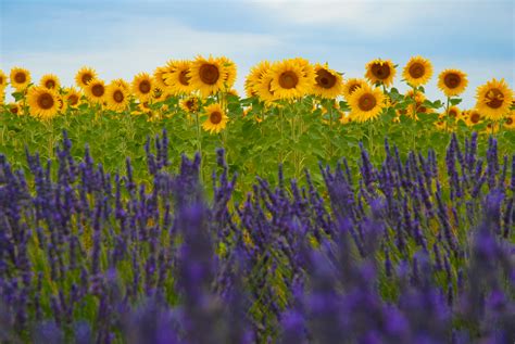lavender  sunflower fields  photo  flickriver