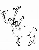 Caribou 1541 Coloriages Endangered sketch template