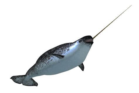 narwhal wild republic