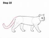 Margay Draw Step sketch template