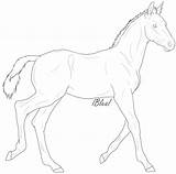 Lineart Foal Felver Deviantart sketch template
