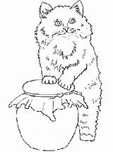 Poes Poezen Katten Katze Ausmalbilder Kleurplatenenzo Stemmen sketch template