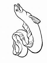 Coloring Pages Eel Eels Color Recommended Printable Getcolorings sketch template
