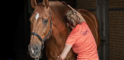 chiropractie voor paarden de ruijter dierfysiotherapie