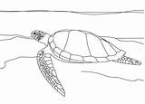 Turtle Sea Coloring Pages Box Print Printable Kids Color Getcolorings Shocking Eastern Realistic Bestcoloringpagesforkids sketch template