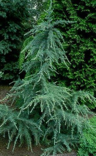 15 Types Of Evergreens For Landscaping The Home Depot