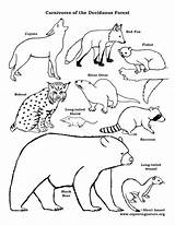 Coloring Forest Carnivores Food Deciduous Chain Pages Drawing Carnivore Animal Printable Web Animals Temperate Drawings Exploringnature Chains Fence Color Link sketch template