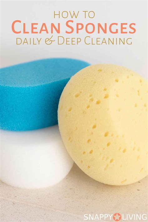 learn   clean sponges  daily  deep cleaning