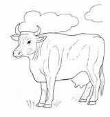Cow Kuh Mucche Longhorn Vaca Malvorlagentv Malvorlagen Moose Kites Supermalvorlagen sketch template