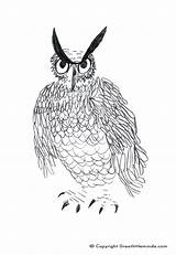 Eared Owl Coloring Long 06kb 1512 sketch template