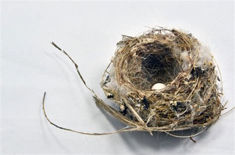 fine craft  nest construction isnt unique  humans