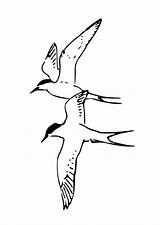 Colorare Uccelli Disegno Vogels Vliegende Tern Arctic Edupics Uitprinten Downloaden sketch template