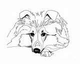 Sheepdog Sheltie Shetland Lassie Shelties Getdrawings Malvorlagen Designlooter sketch template