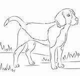 Beagle Coloring K5worksheets sketch template