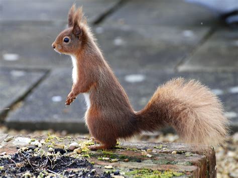 common types of squirrels in the uk fantastic pest control