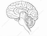 Brain Midsagittal sketch template