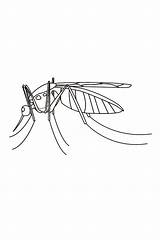 Coloring Mosquito Pages Printable Outline Insect Kids Adults Insects Flashcards Coloringbay Bestcoloringpagesforkids Flashcard Click sketch template