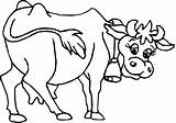 Cow Coloring Color Pages Animals Sheet Printable sketch template