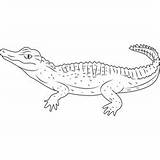 Alligator Caiman Coloringpages101 Cuvier sketch template